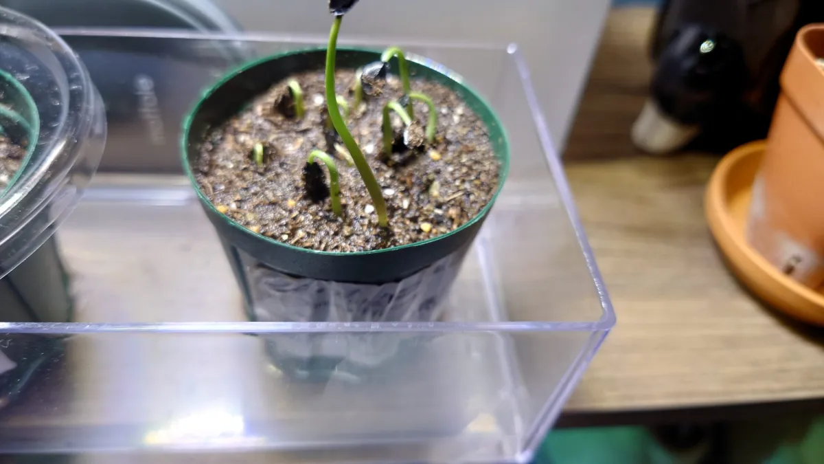 Agave seemanniana (アガベ ピグマエア)