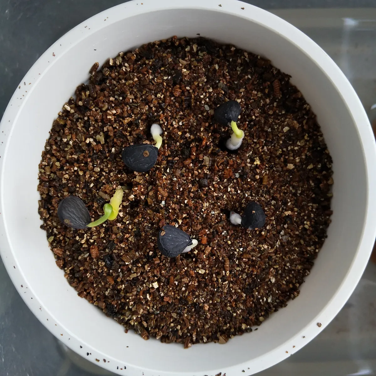 Yucca treculeana (ユッカ トレクレアーナ)