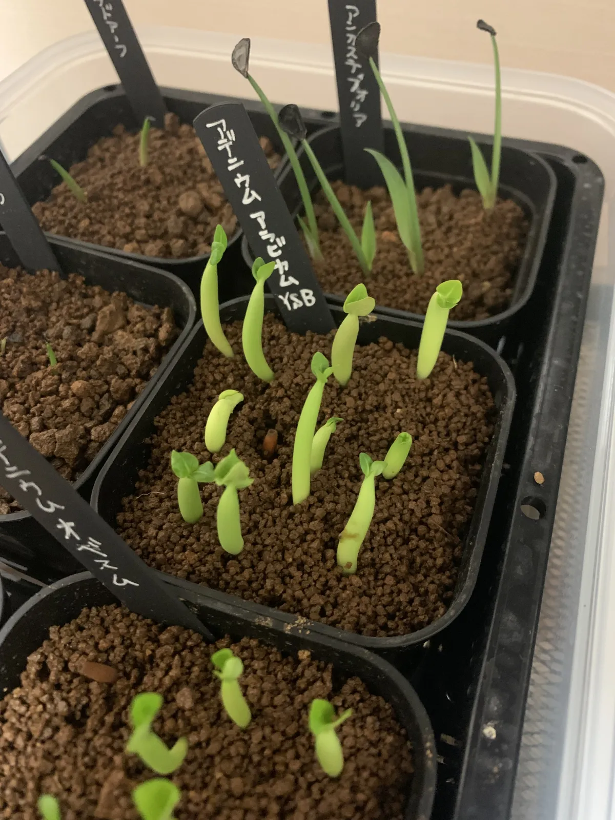 Adenium arabicum (アデニウム アラビカム)