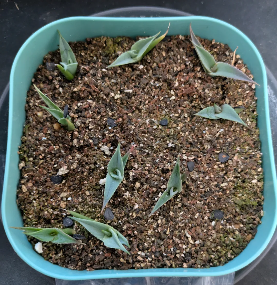 Agave deserti var. deserti (アガベ デザーティ)