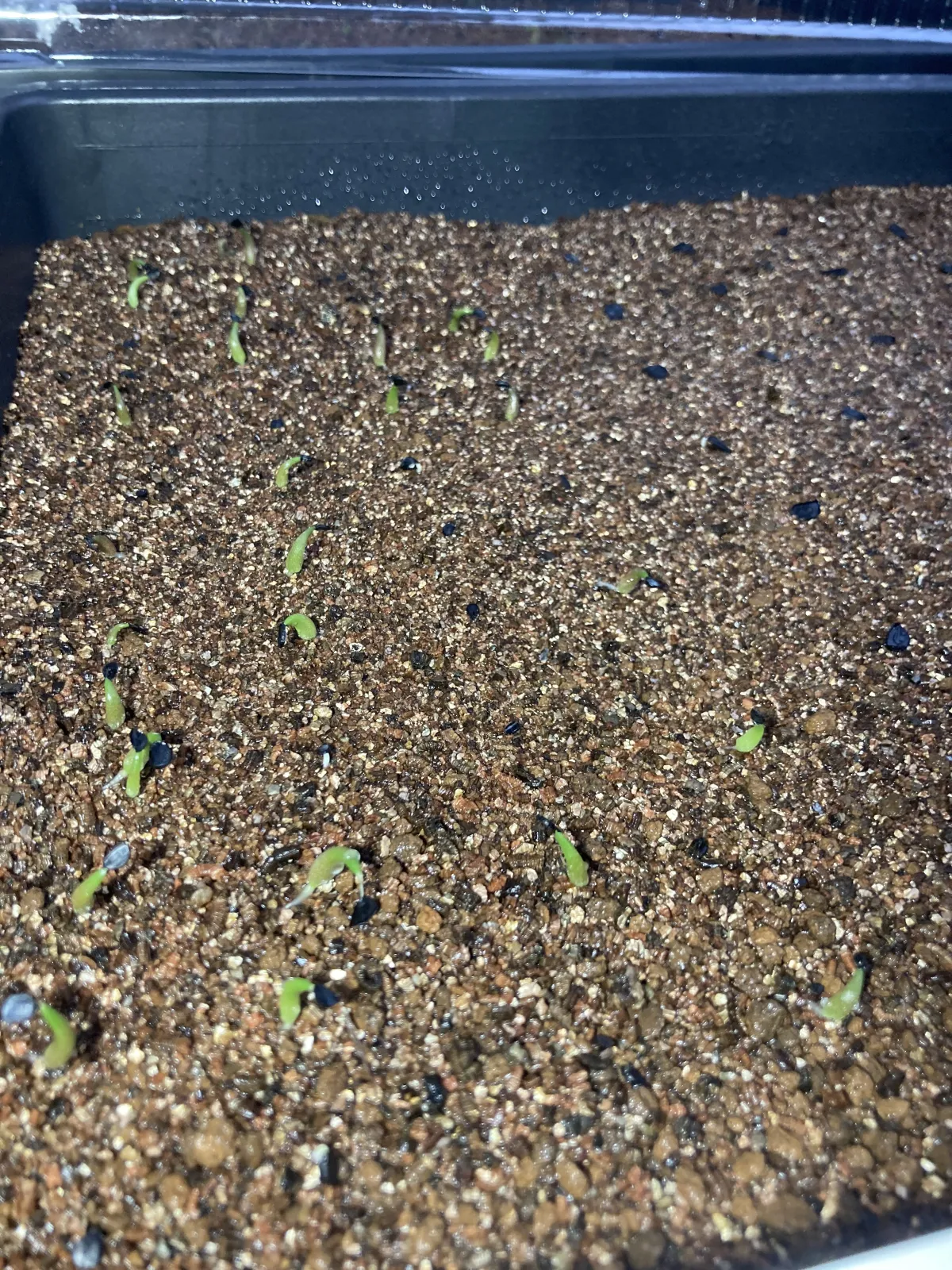 Agave titanota 'Blue' (アガベ チタノタブルー)