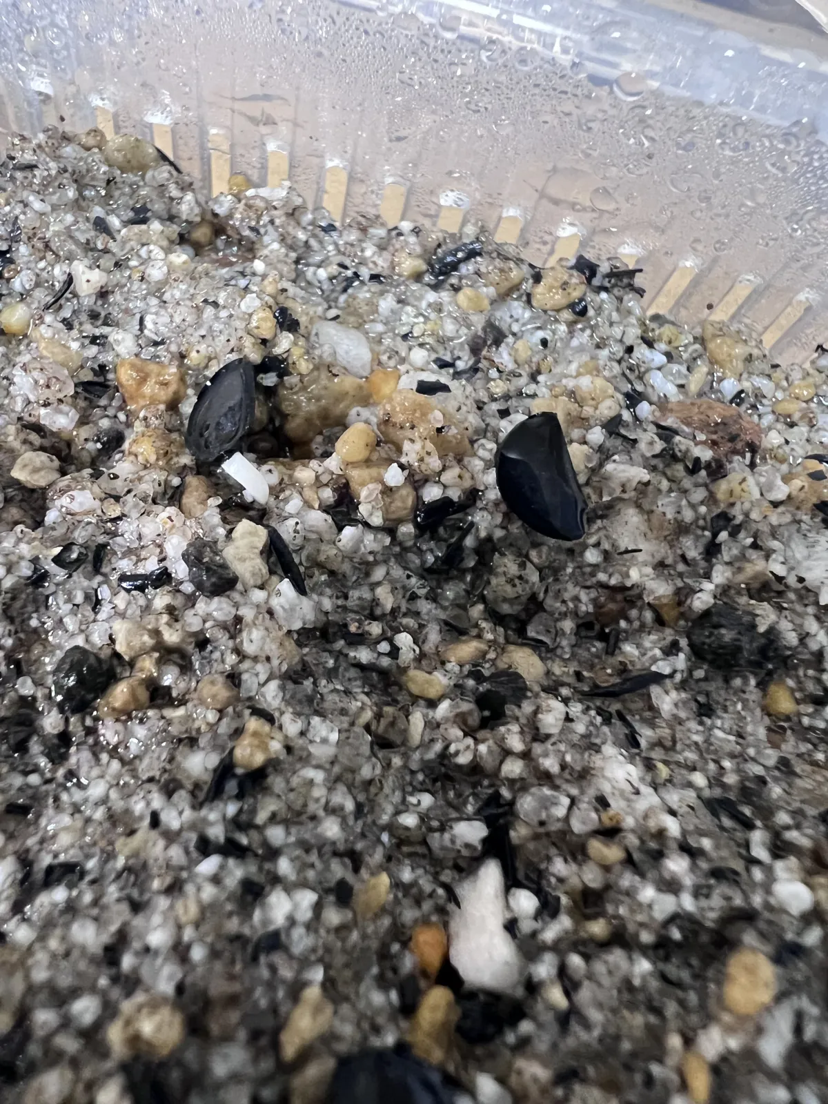 Agave americana var. franzosinii (アガベ フランゾシニー)