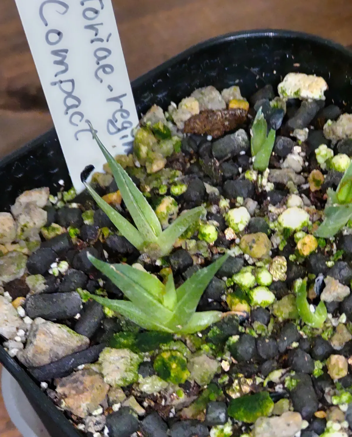 Agave victoriae-reginae Compacta (アガベ ビクトリアレジーナコンパクト)