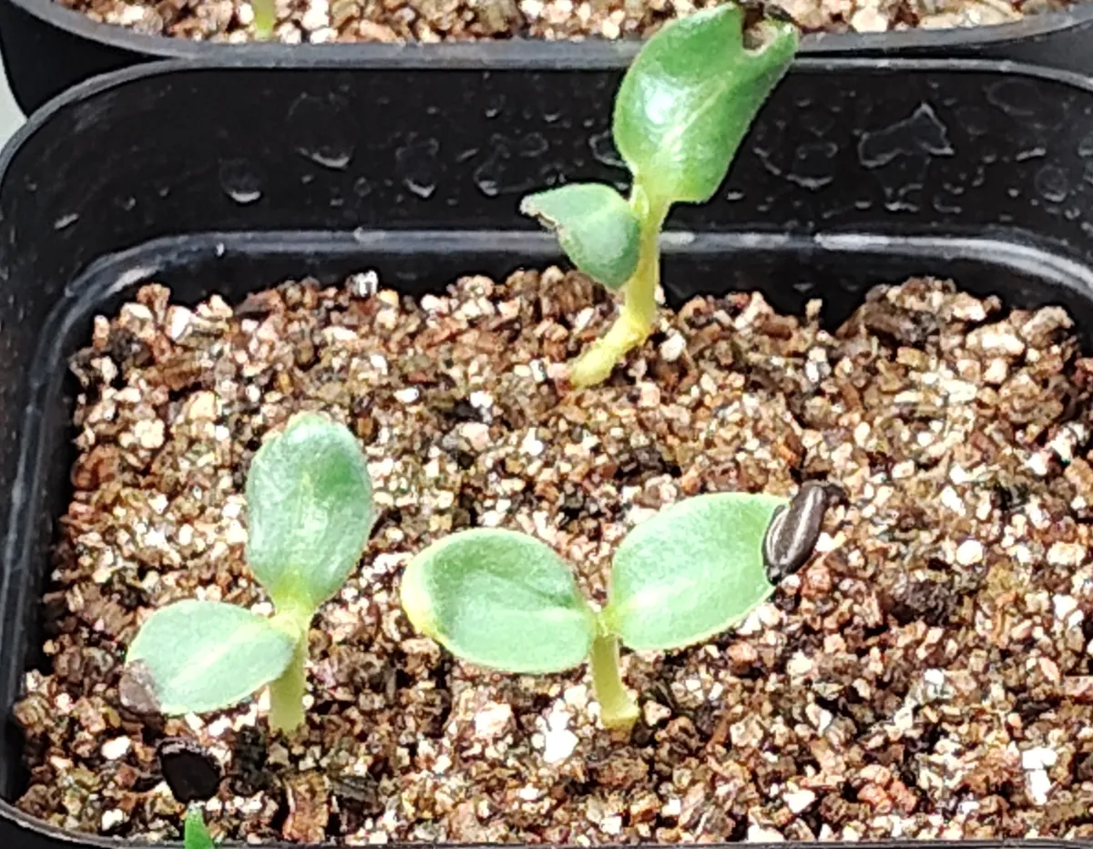 Pterodiscus makatiniensis (プテロディスクス マカチニエンシス)