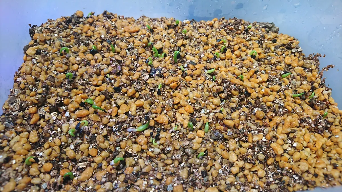 Agave horrida ssp. horrida (アガベ ホリダ)