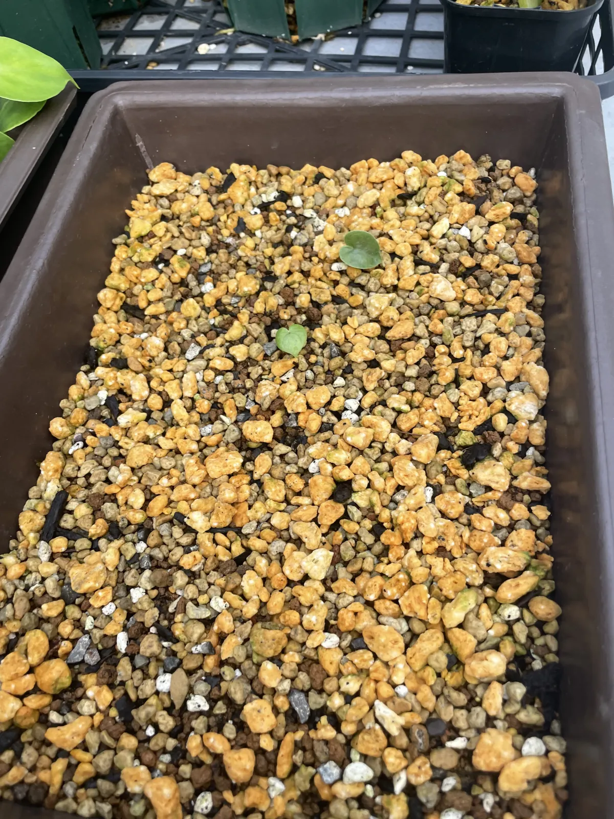 Dioscorea elephantipes (ディオスコレア エレファンティペス2023F)