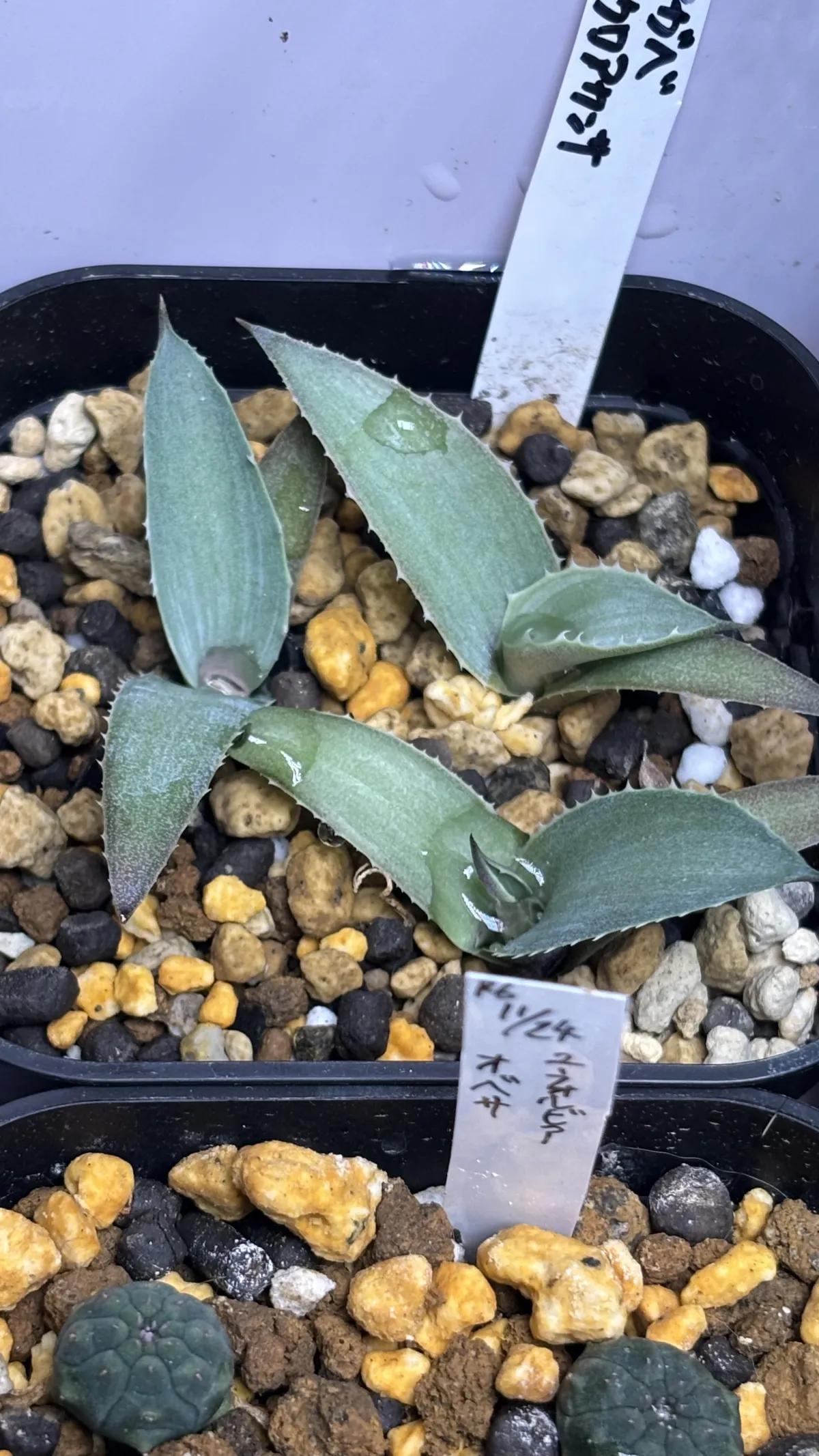 Agave macroacantha (アガベ マクロアカンサ 八荒殿)