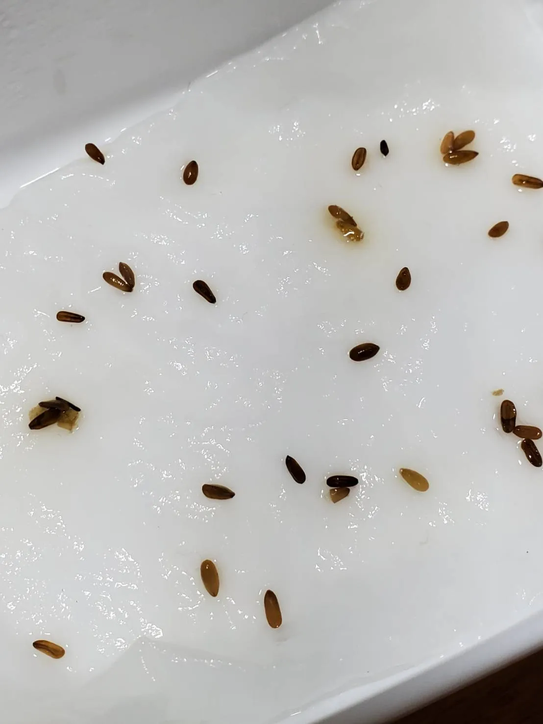 [モニター種子] パキポディウム ブレビカウレ Pachypodium brevicaule ssp. brevicaule