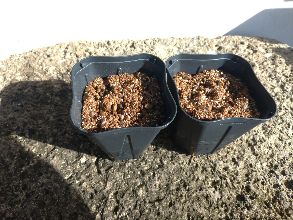 アローディア プロセラ（モニター）