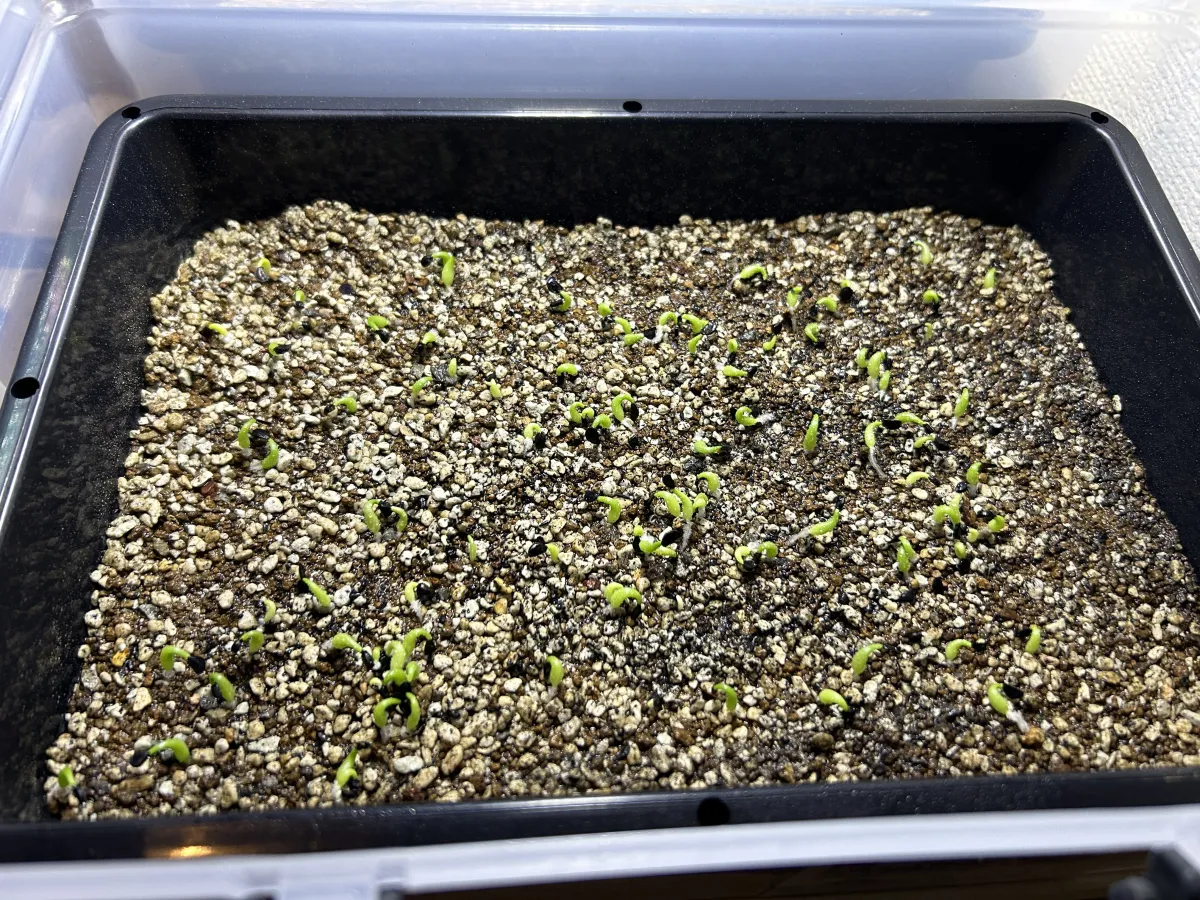 Agave oteroi (アガベ オテロイ)