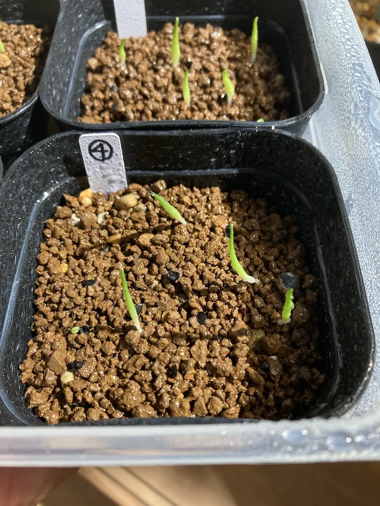 Agave kerchovei (アガベ ケルチョベイ)