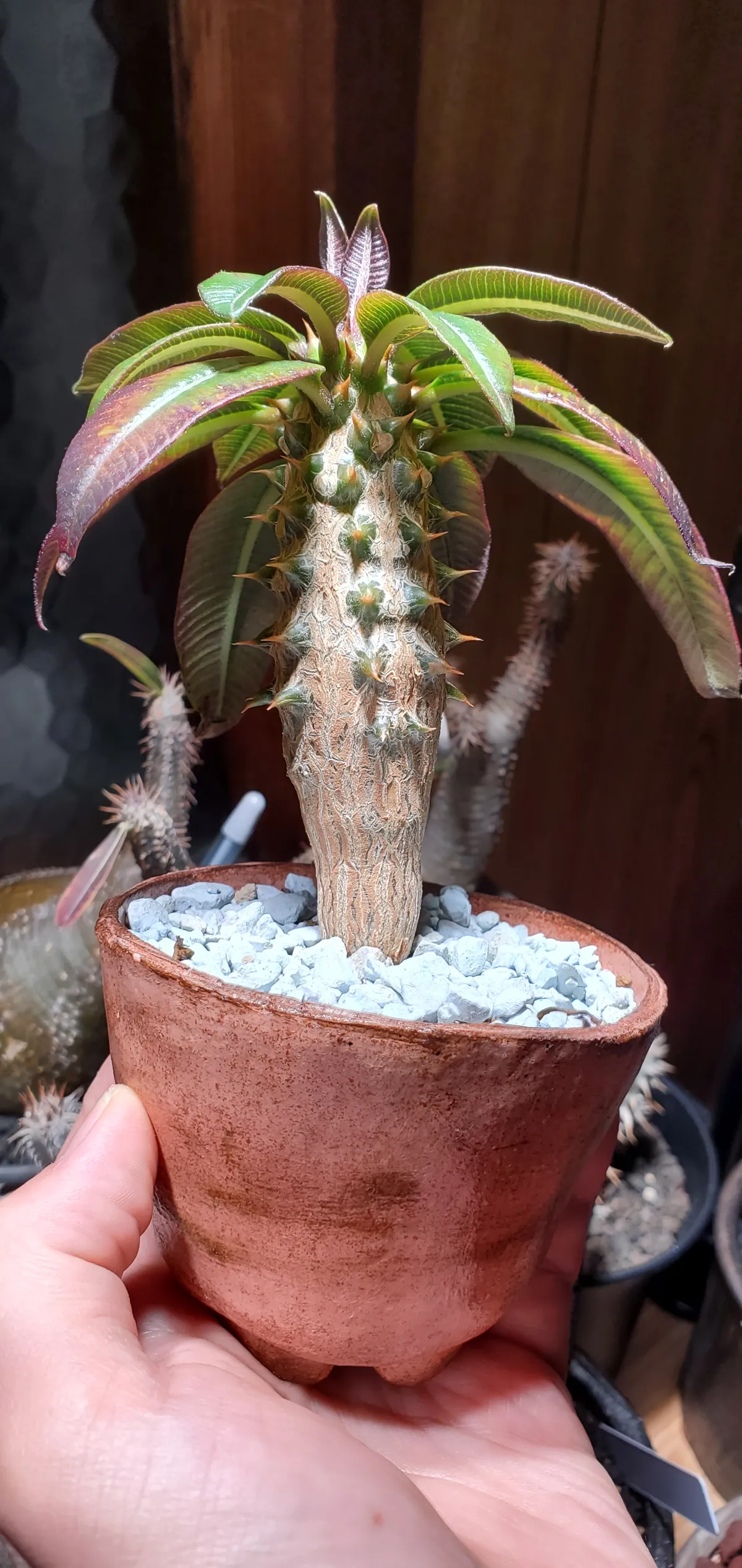 Pachypodium baronii (パキポディウム バロニー)