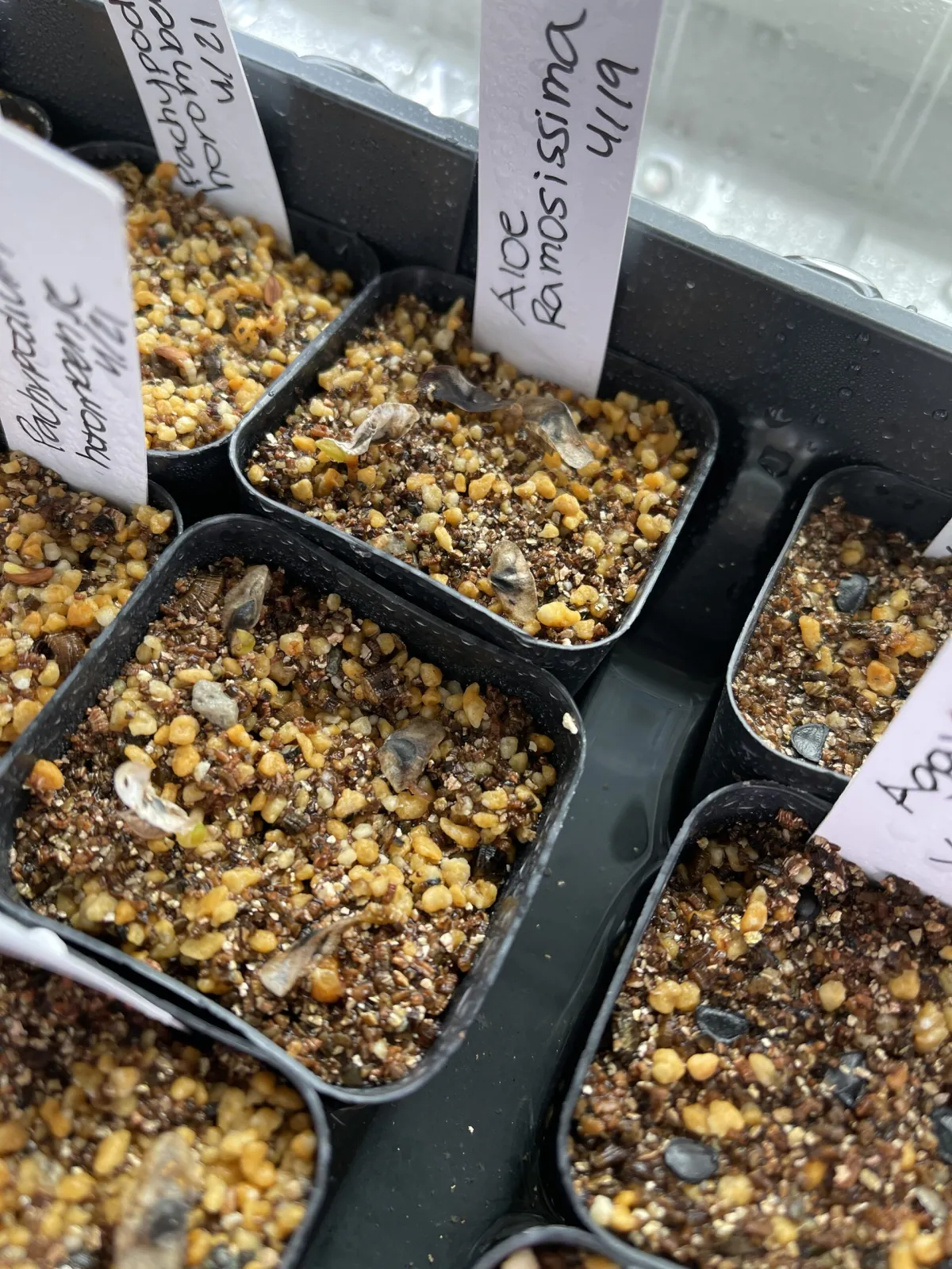 Aloe ramosissima (アロエ ラモシシマ)