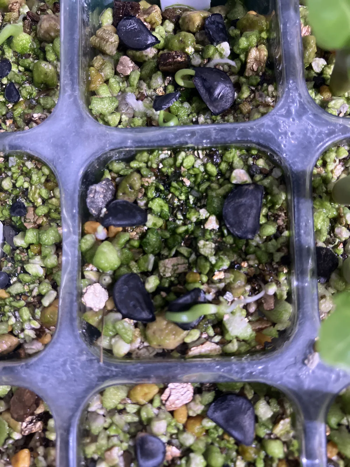 Agave angustifolia (アガベ アンガスティフォリア)