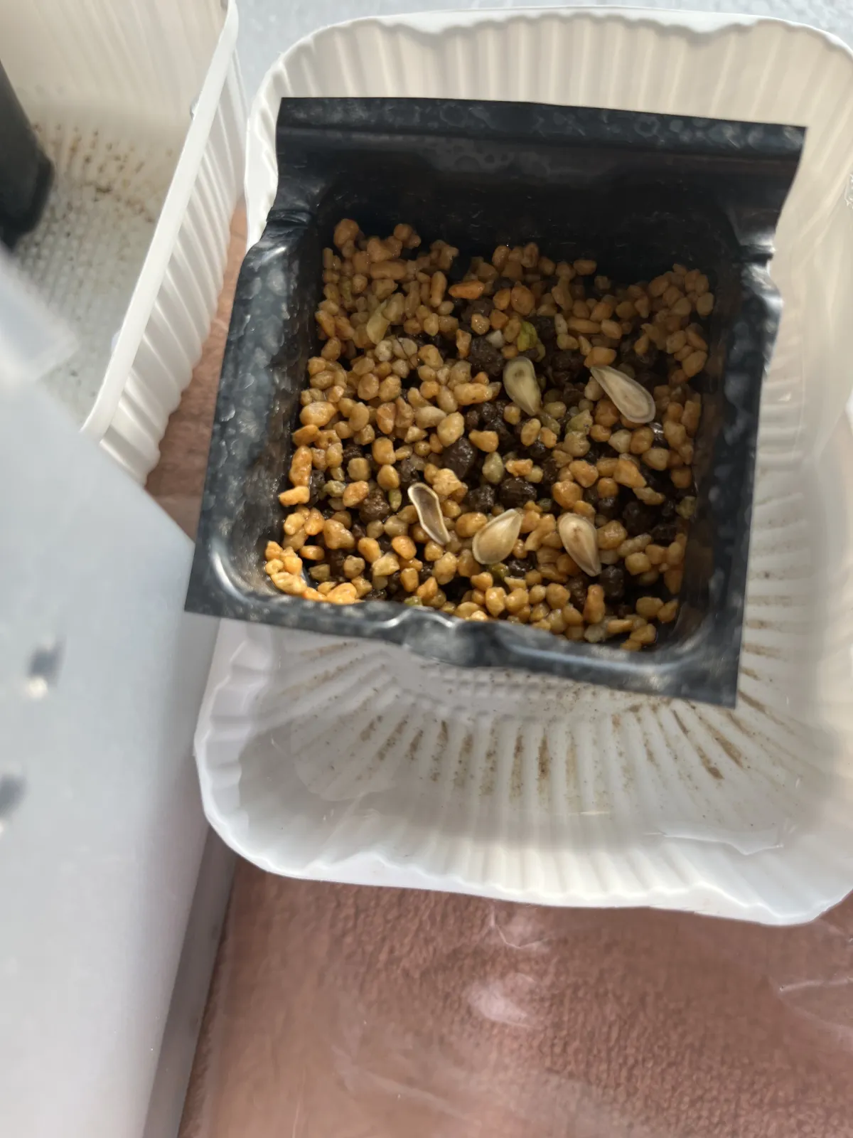 Fockea edulis (フォッケア 火星人)