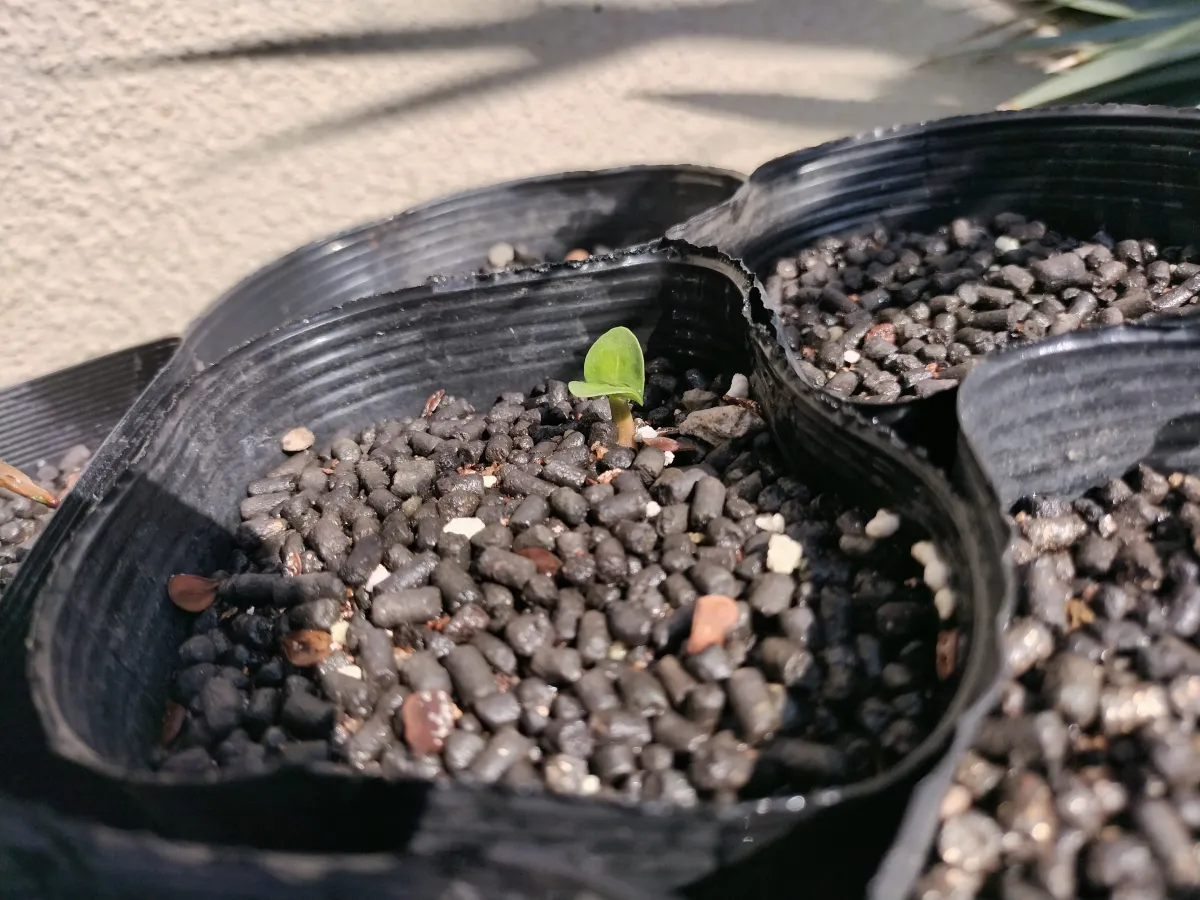 Pachypodium saundersii (パキポディウム サンデルシー 白馬城)