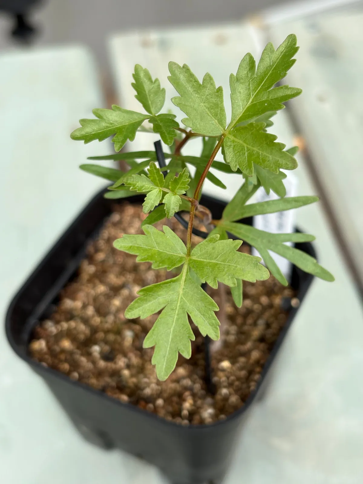 Bursera fagaroides (ブルセラ ファガロイデス)