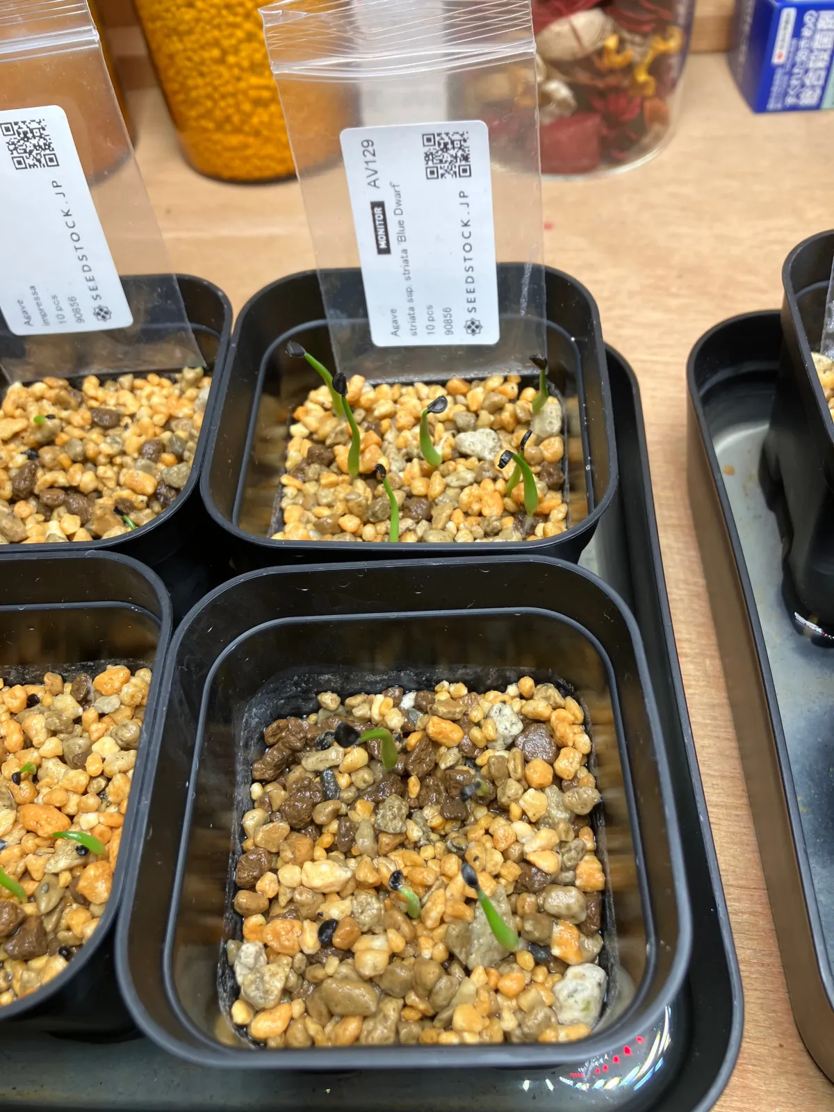 Agave striata subsp. striata Blue Dwarf (アガベ ストリアータ ブルードワーフ)