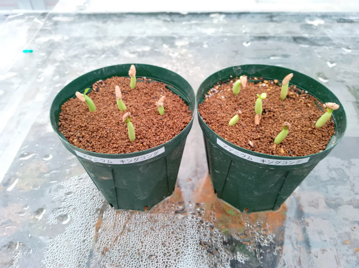 Adenium arabicum King Kong (アデニウム アラビカム キングコング)