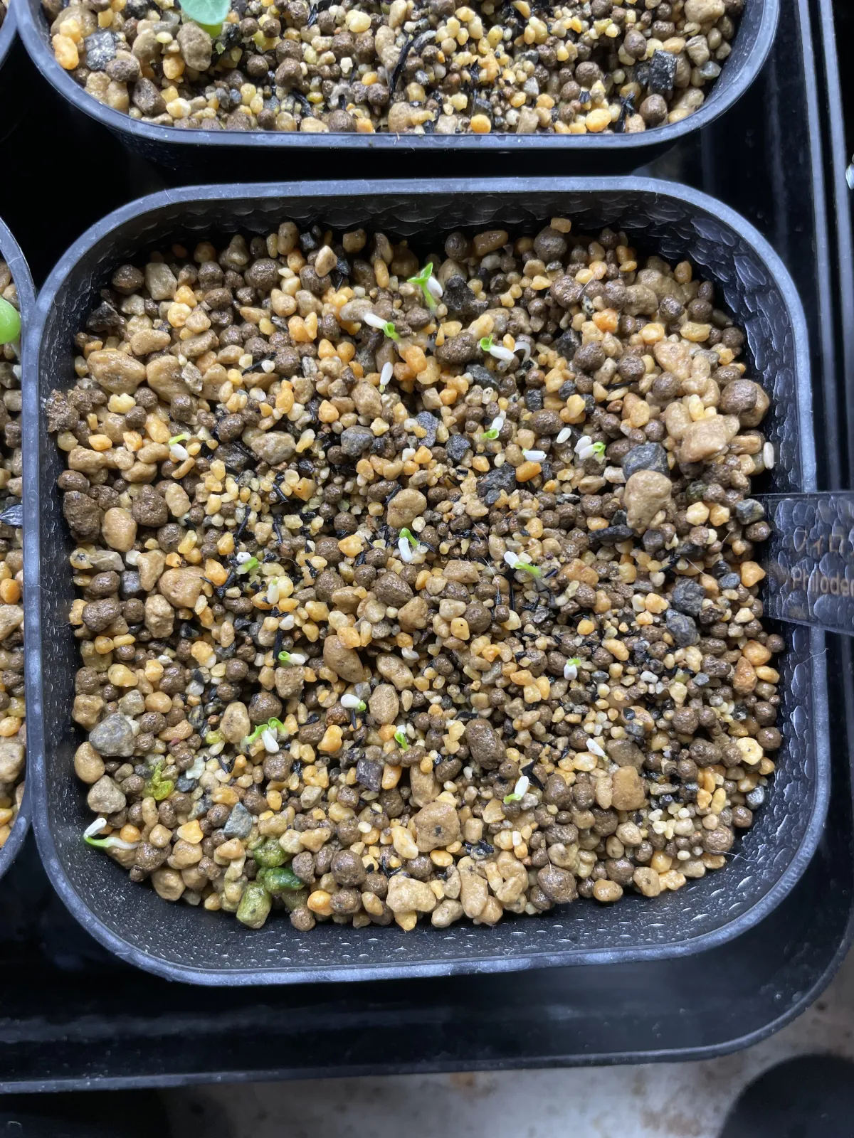 Philodendron selloum (フィロデンドロン セロウム)