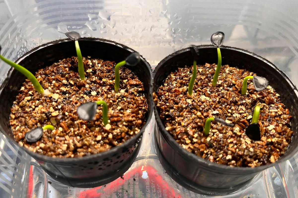 Agave parryi x flexispina (アガベ パリー x フレキシスピナ)