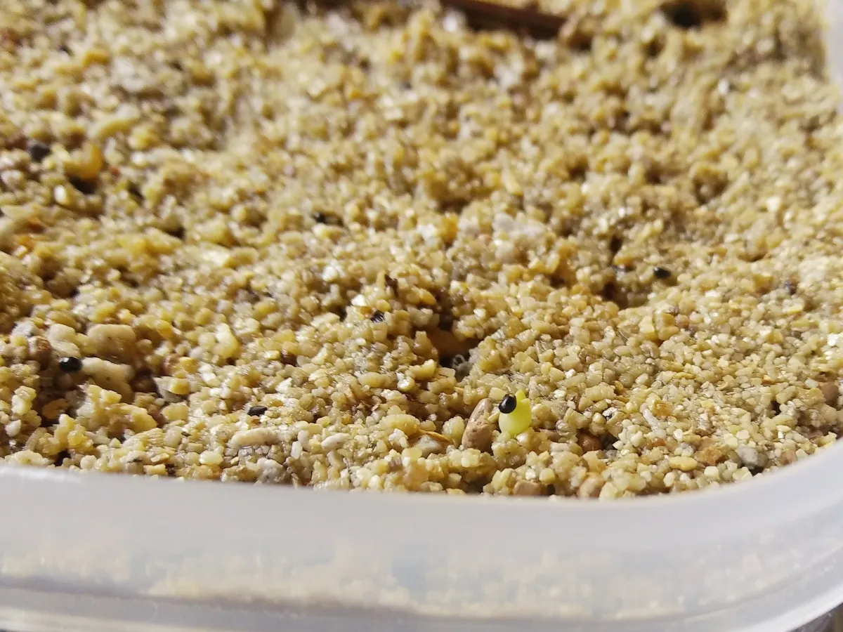 Copiapoa tenuissima (コピアポア テヌイシマ)