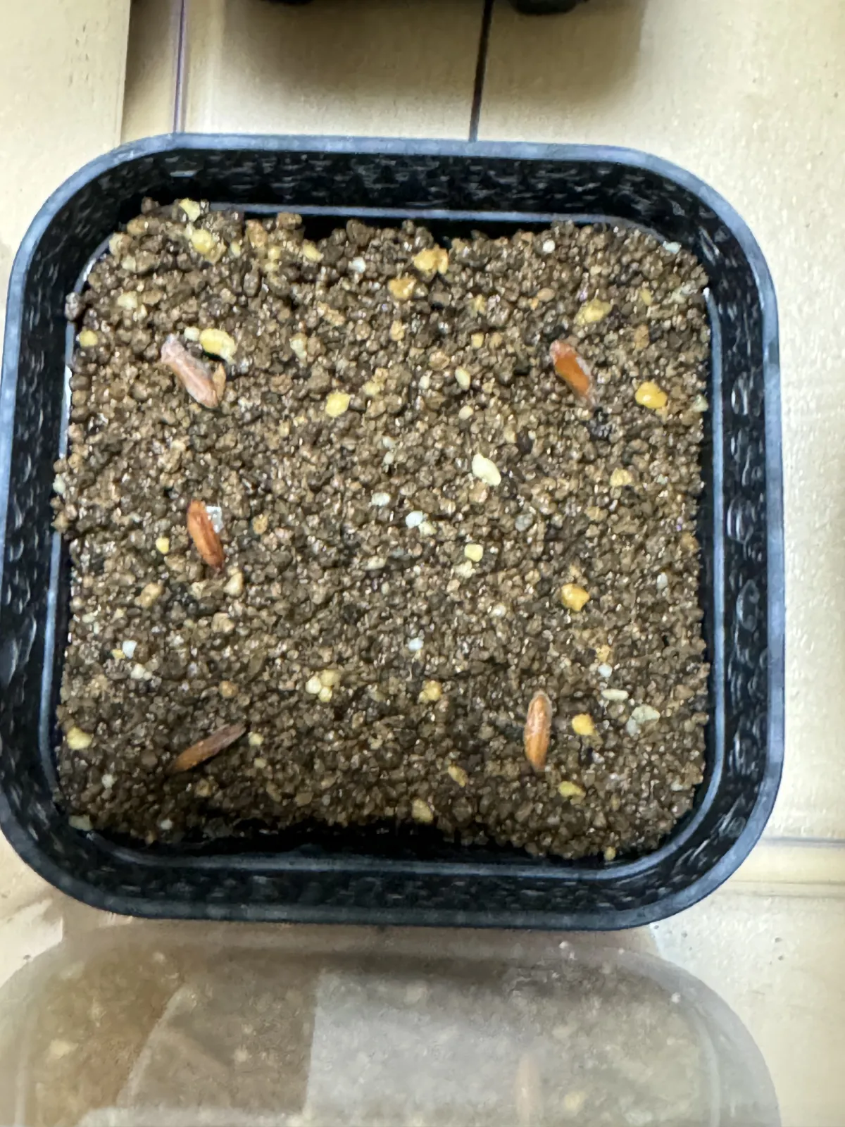 [無料種子] 発芽難 パキポディウム グラキリス　 Pachypodium rosulatum var. gracilius