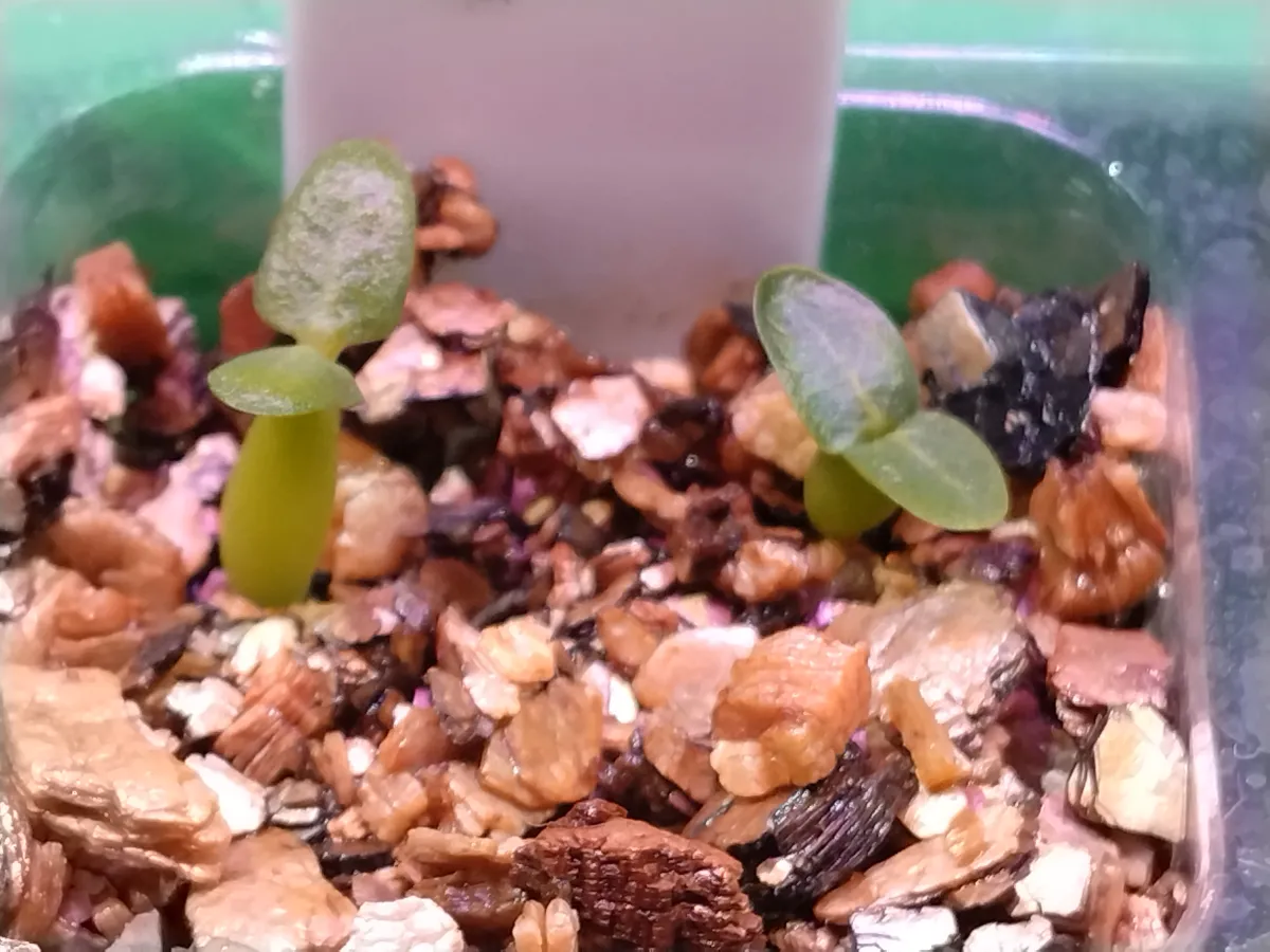 Pachypodium densiflorum var. densiflorum (パキポディウム デンシフローラム)