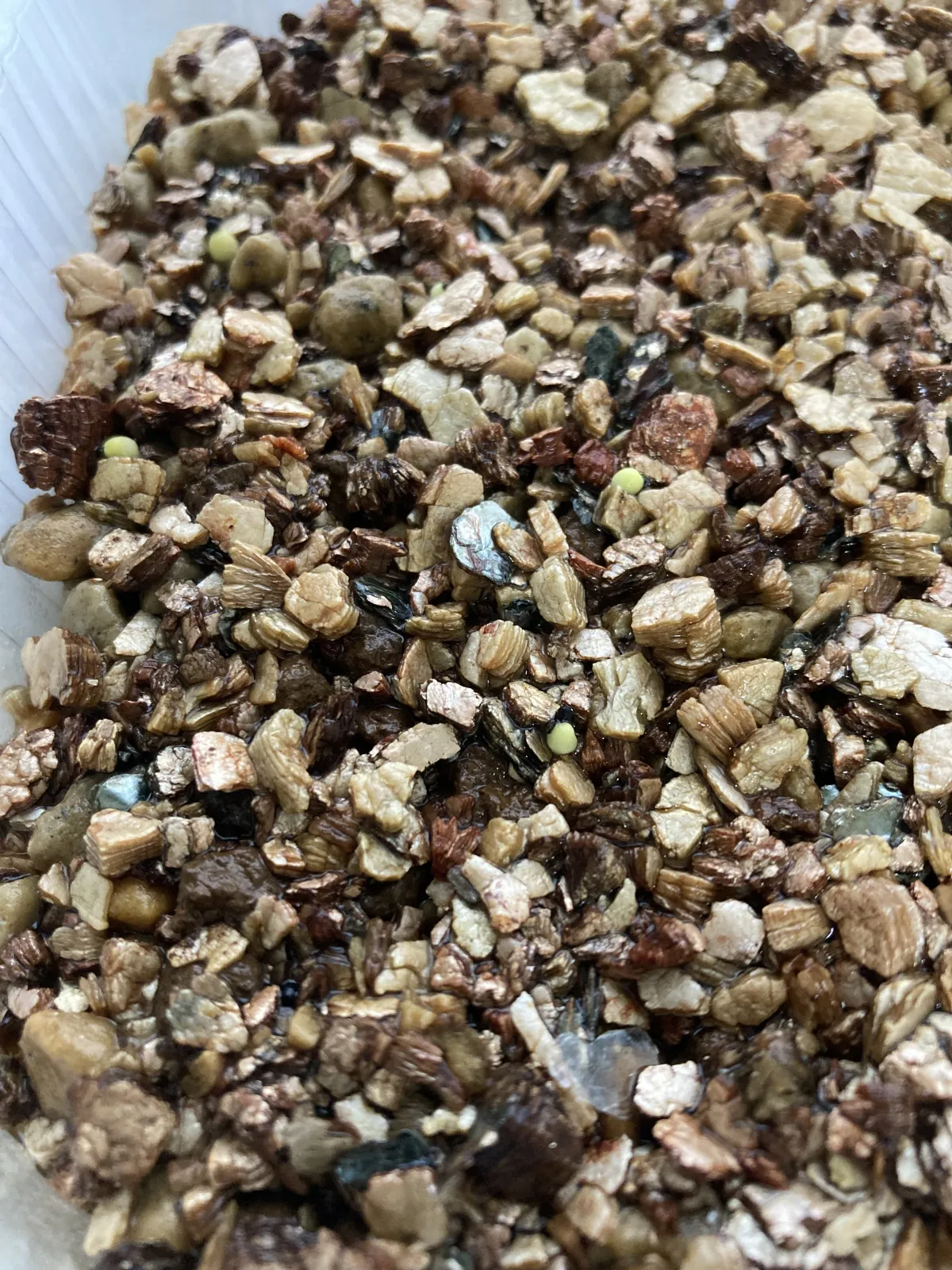 Lophophora fricii (ロフォフォラ 疣銀冠玉)