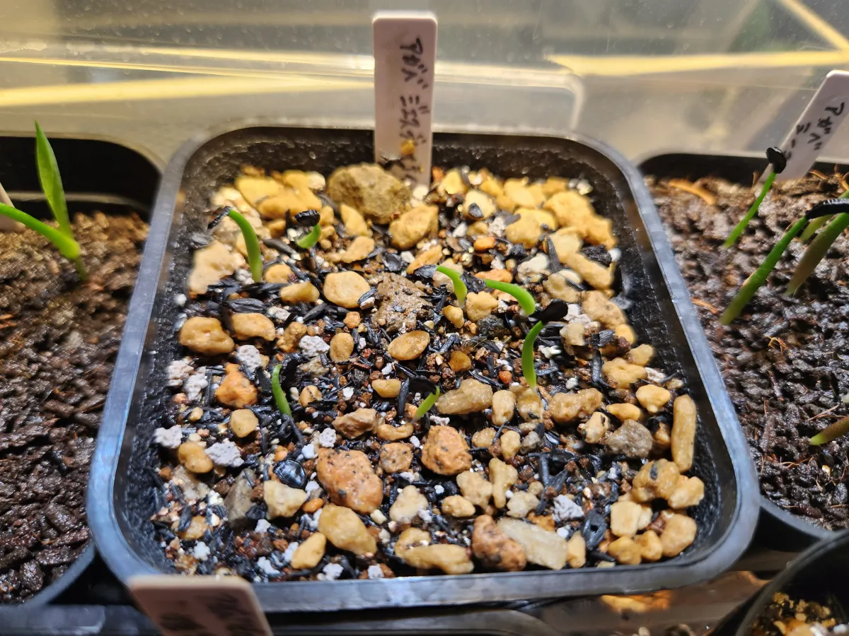 Agave ghiesbreghtii (アガベ ジェスブレイティ)