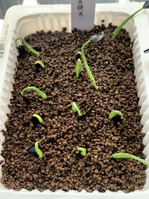 Agave parryi subsp. parryi (アガベ パリー)