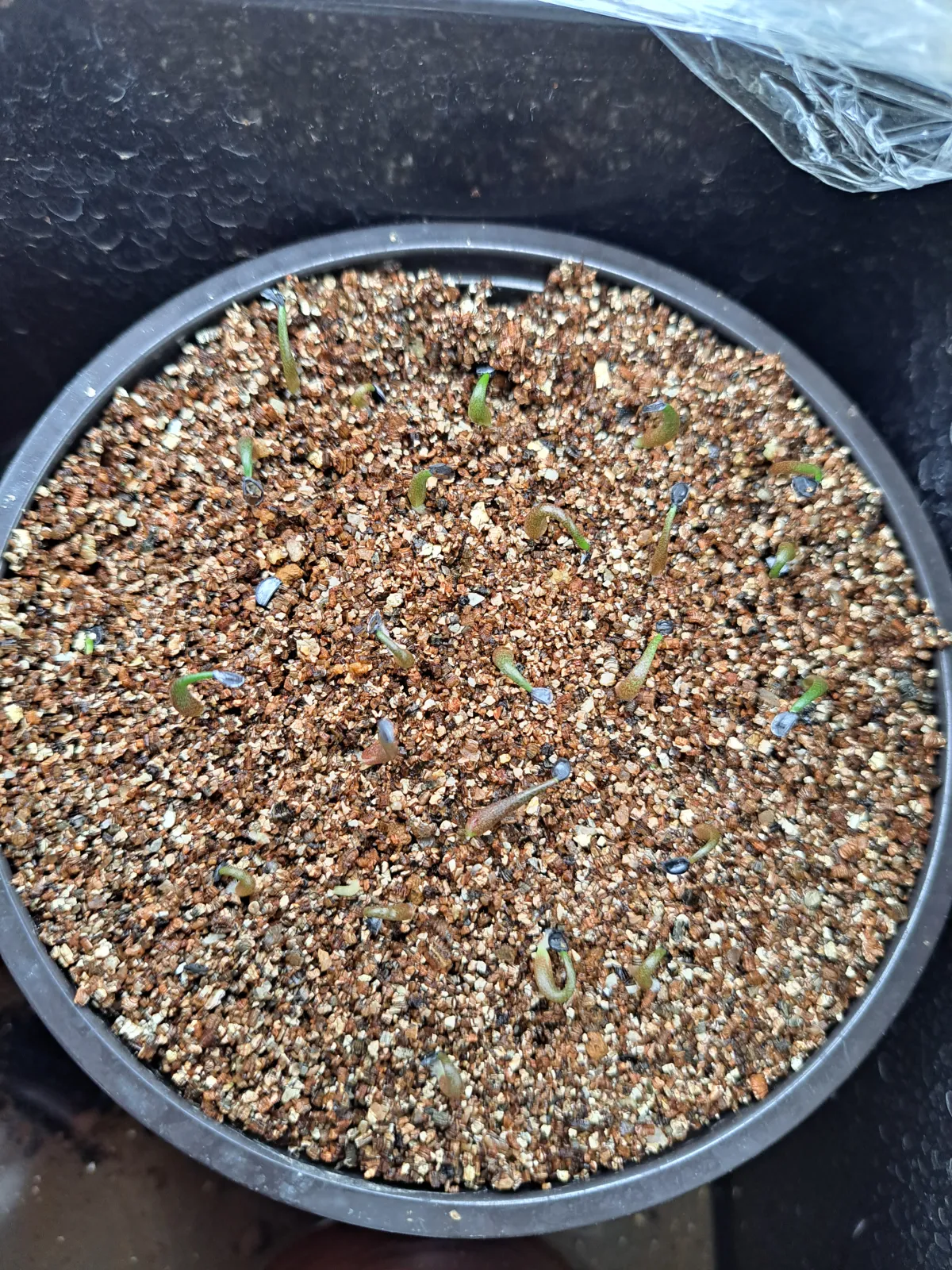 Agave megalodonta (アガベ メガロドンタ)