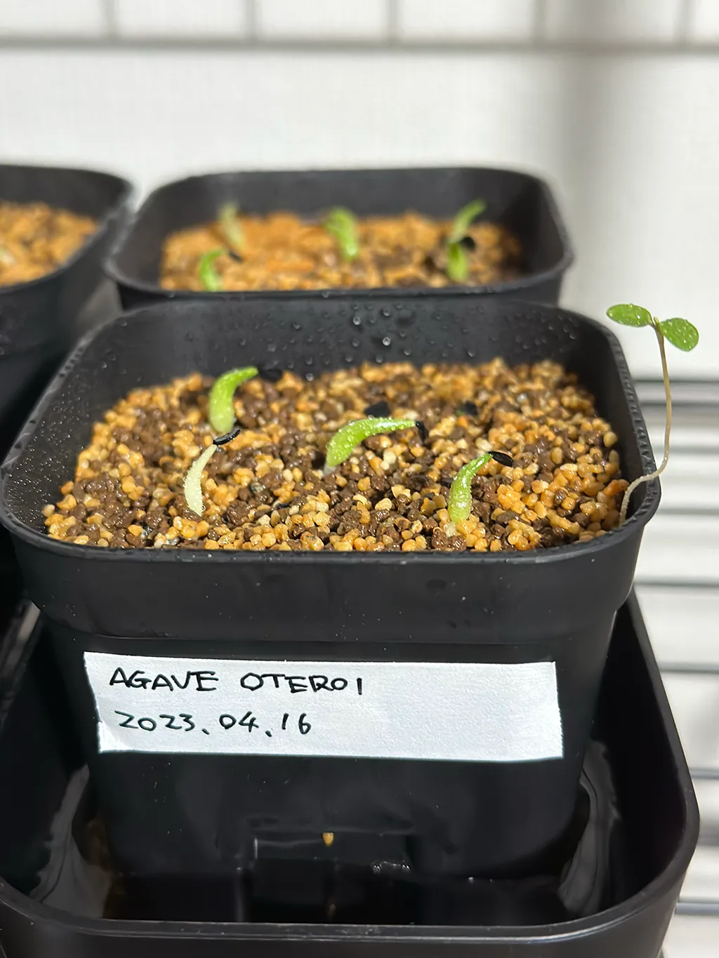 Agave oteroi (アガベ オテロイ)