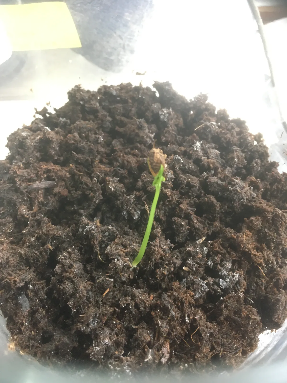 [発芽チャレンジ] アデニア オラボエンシス Adenia olaboensis 発芽難