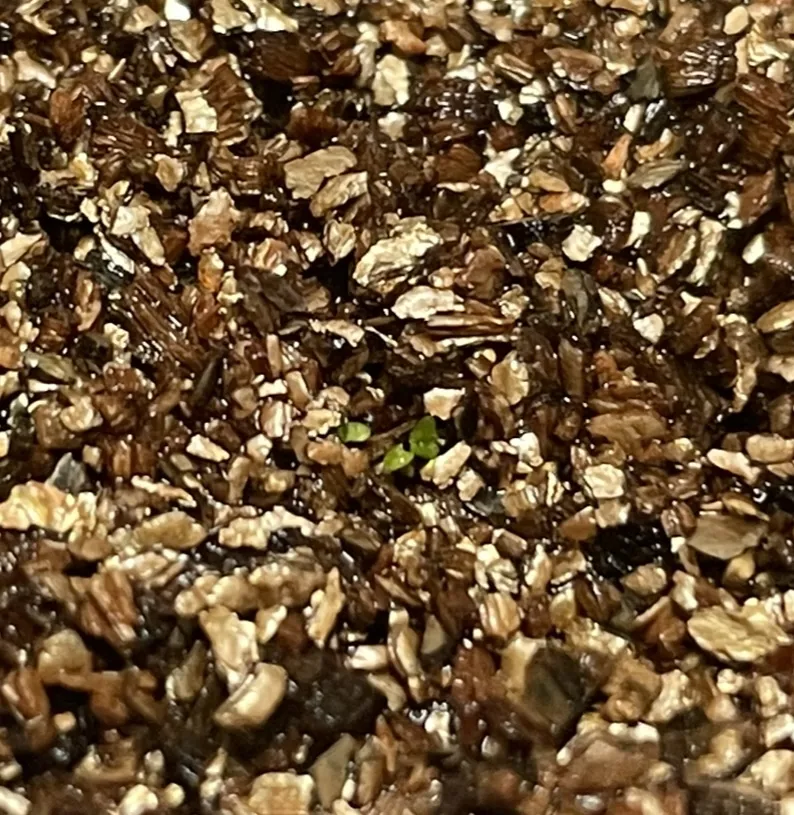 Echeveria chihuahuaensis 'Ruby Blush' (エケベリア チワワエンシス ルビーブラッシュ)