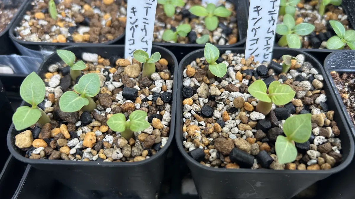 Adenium arabicum King Kong (アデニウム アラビカム キングコング)