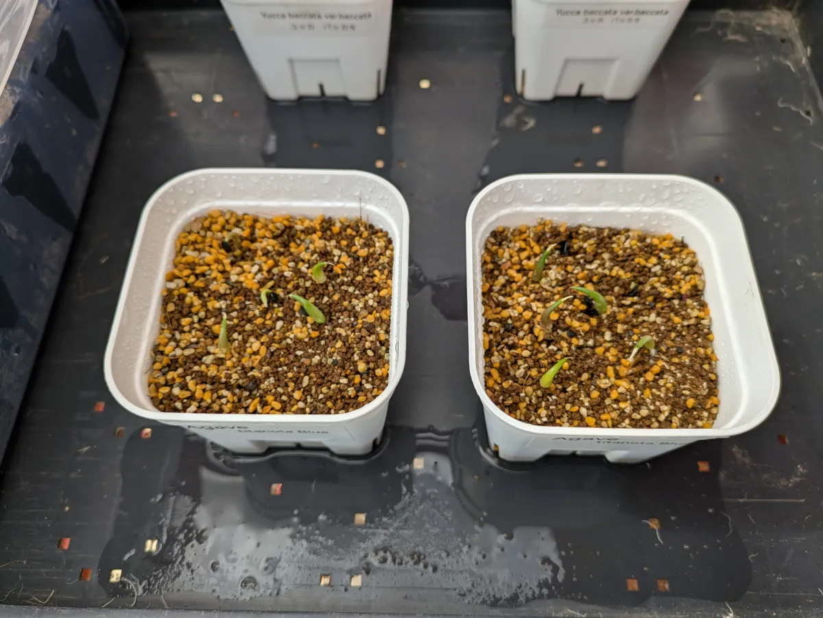 Agave titanota 'Blue' (アガベ チタノタブルー)