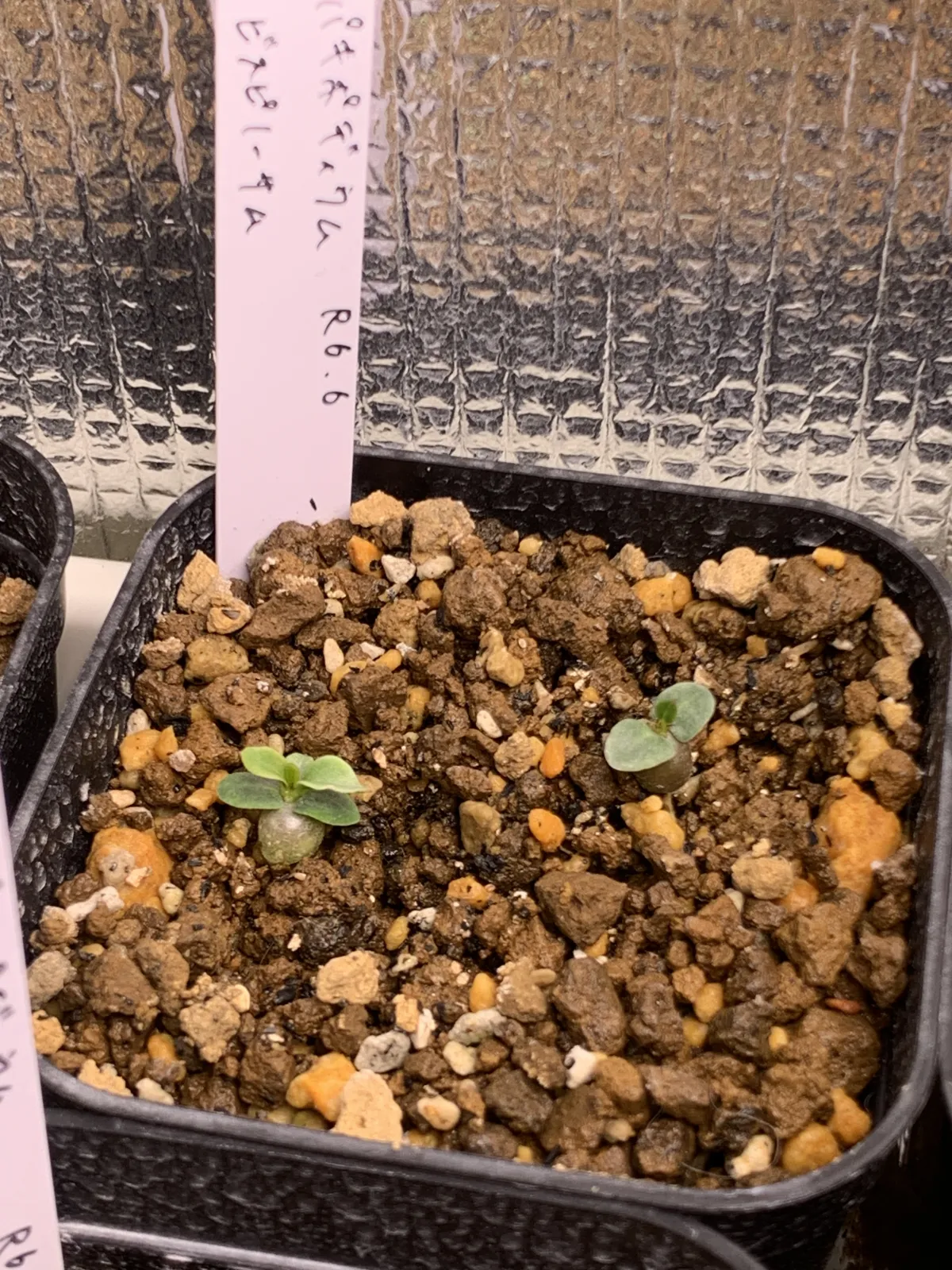 Pachypodium bispinosum (パキポディウム ビスピノーサム)