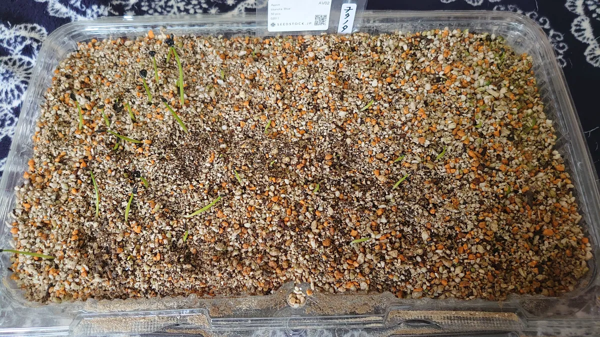 Agave titanota 'Blue' (アガベ チタノタブルー)