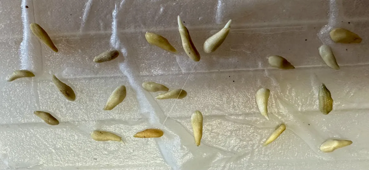 Pachypodium lamerei (パキポディウム ラメレイ 夢叶棒)