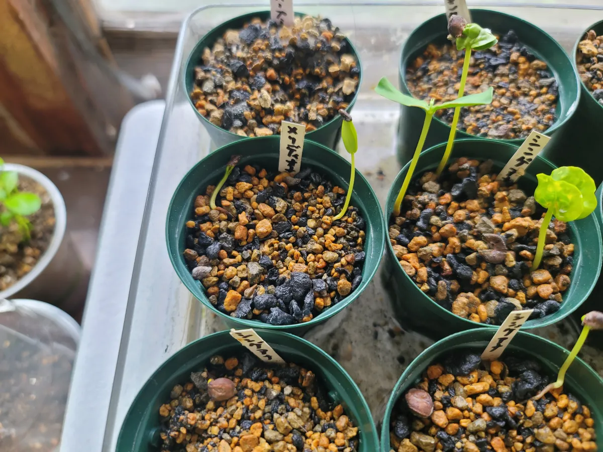 Senna meridionalis (センナ メリディオナリス)