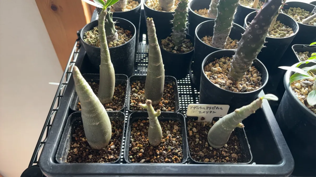 Adenium arabicum (アデニウム エイリアン)