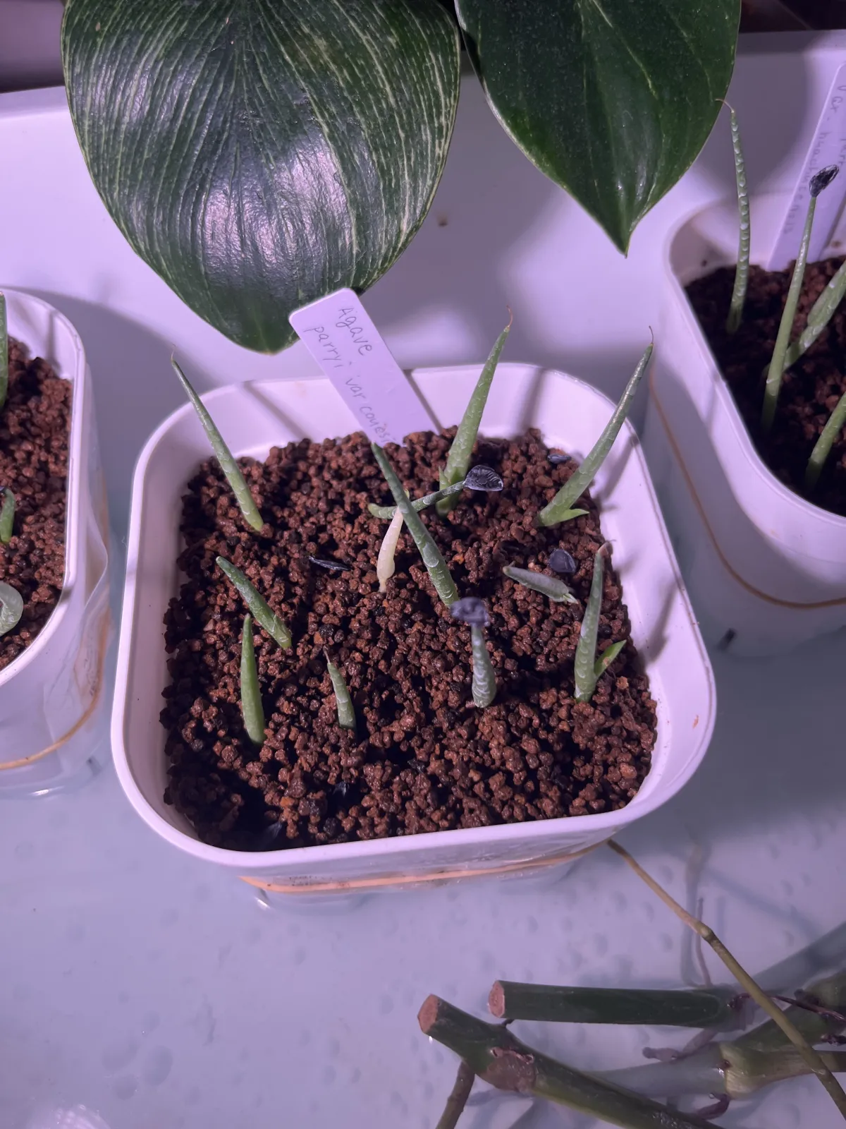 Agave parryi var. couesii (アガベ コウエシー)