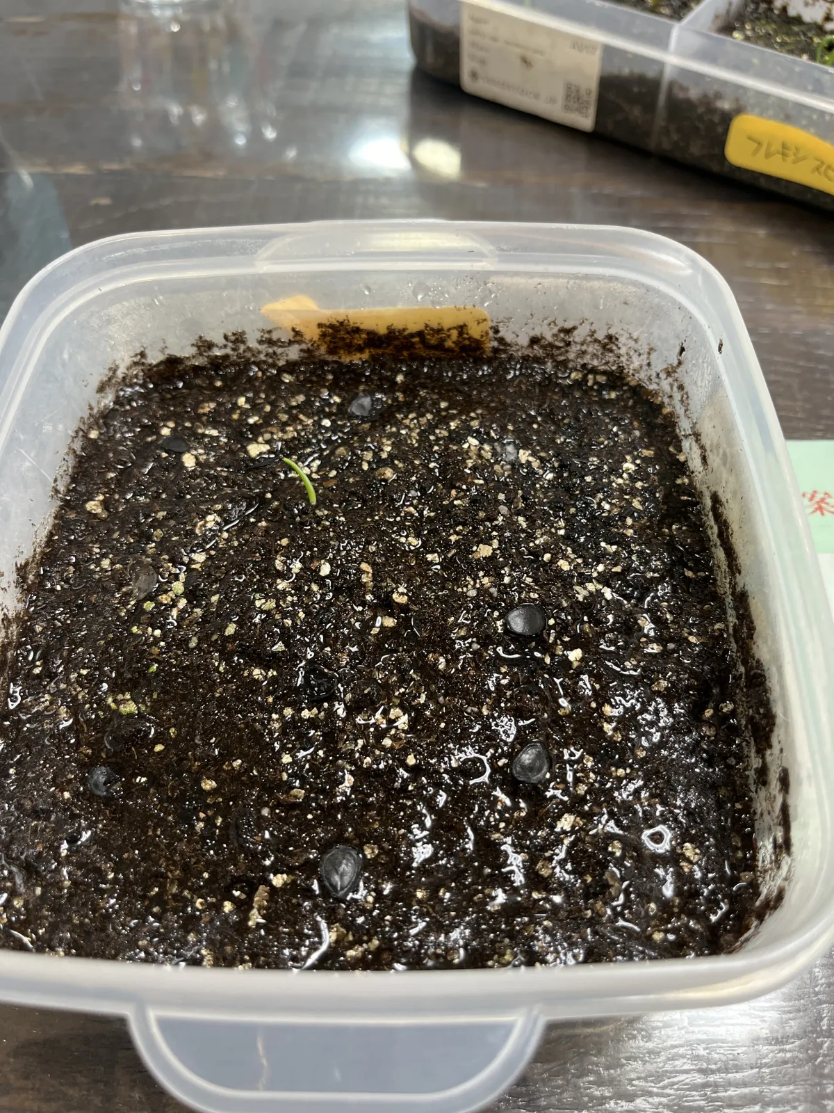 Agave parryi subsp. parryi (アガベ パリー)