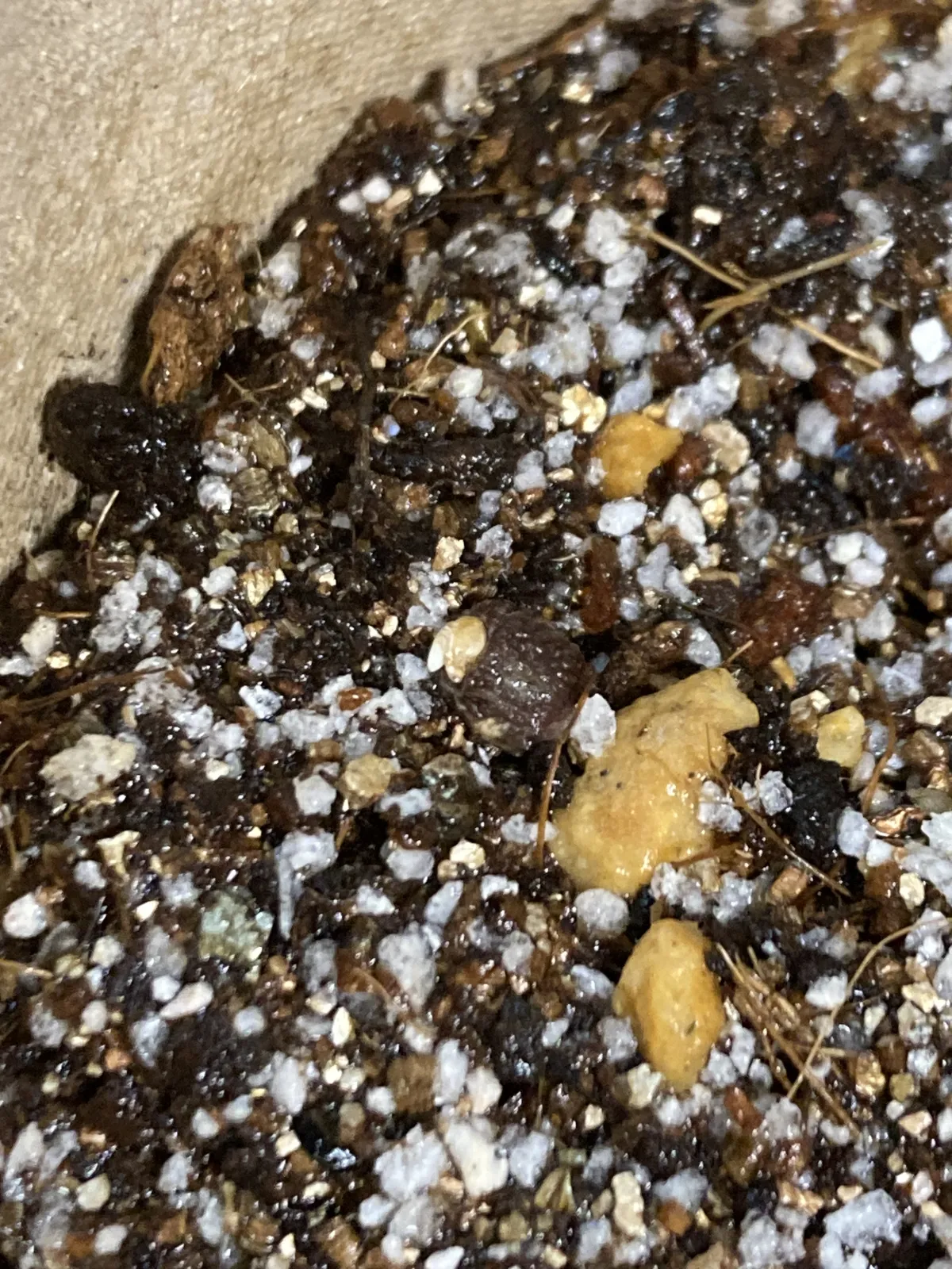 Operculicarya borealis (オペルクリカリア ボレアリス)