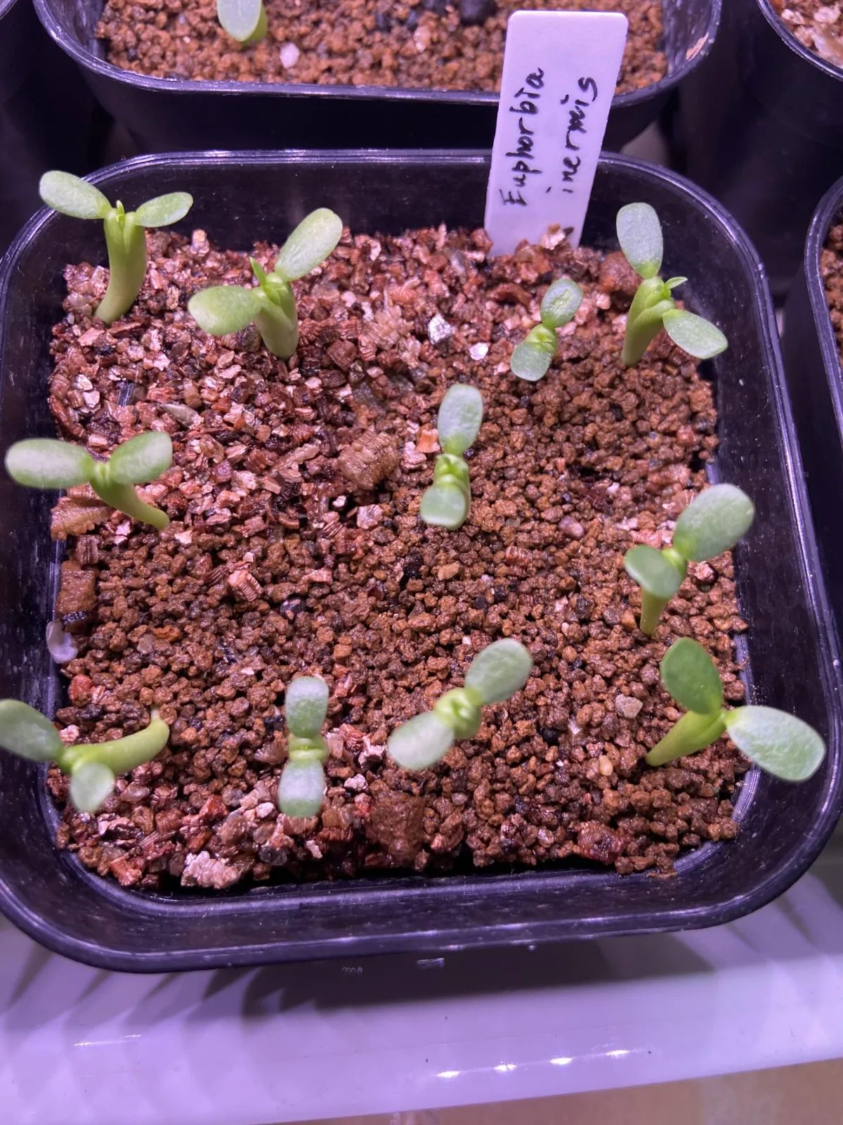 Euphorbia inermis var. huttonae (ユーフォルビア イネルミス 九頭竜)