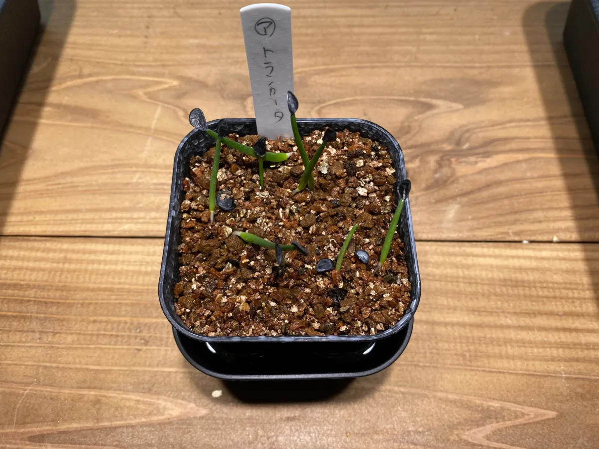 Agave parryi var. truncata (アガベ パリー トランカータ)