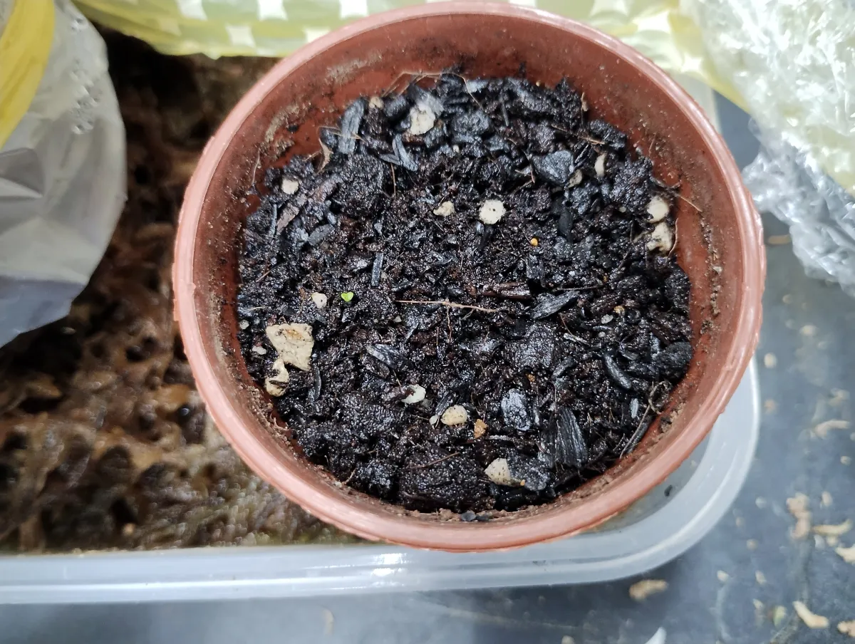 Aloinopsis schooneesii (アロイノプシス スクーネーシー)