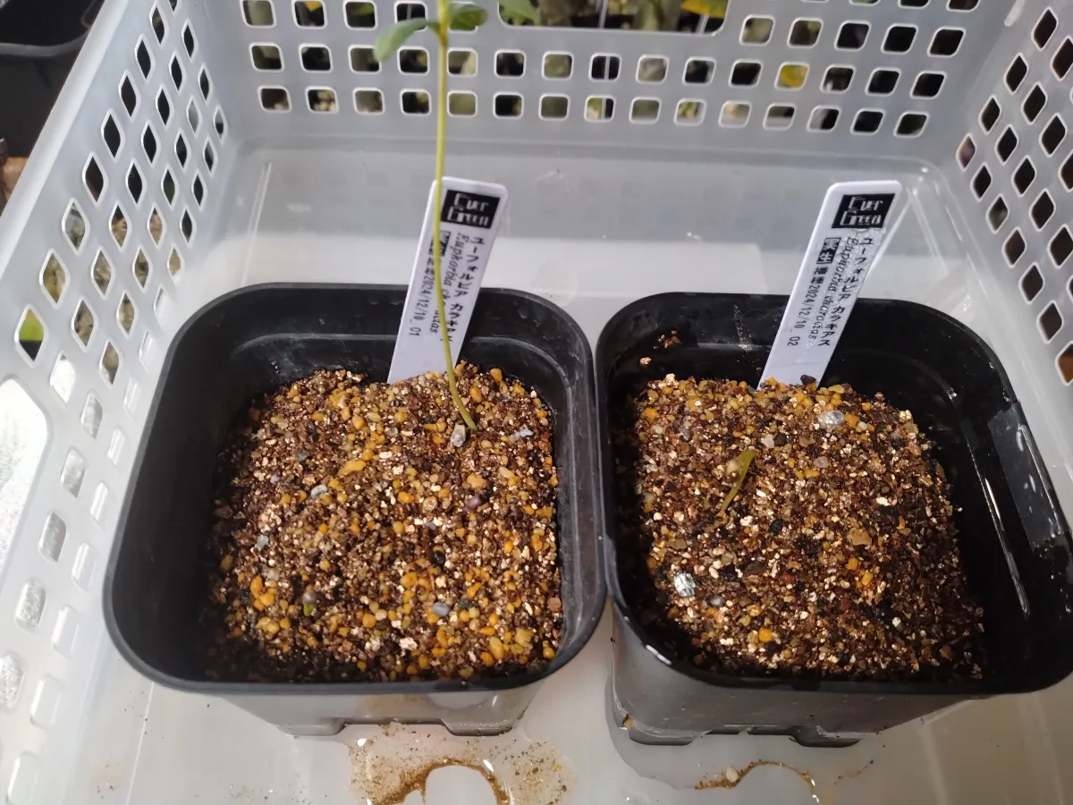 Euphorbia characias subsp. characias (ユーフォルビア カラキアス)