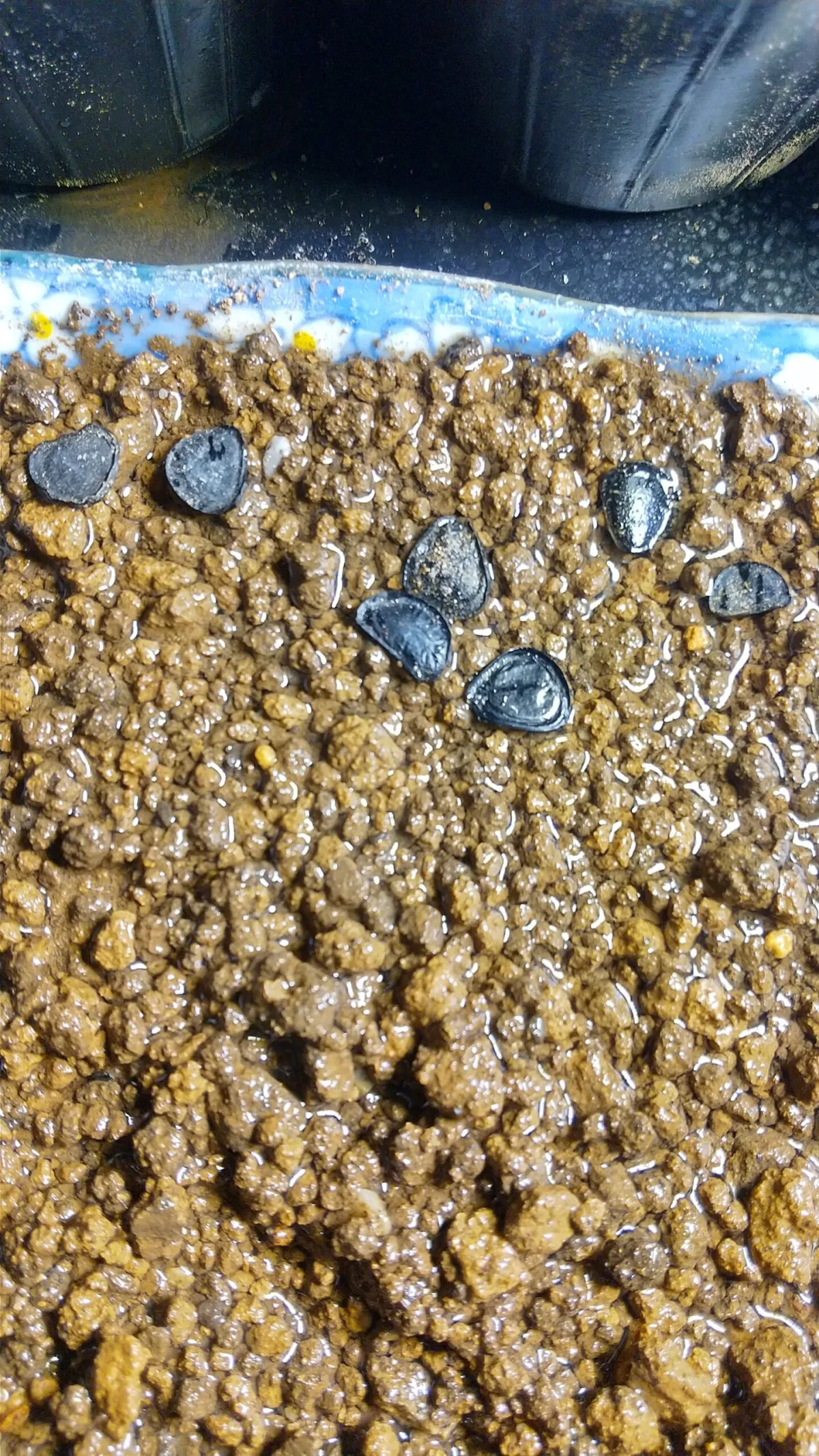 Yucca whipplei (ユッカ ウィップレイ)